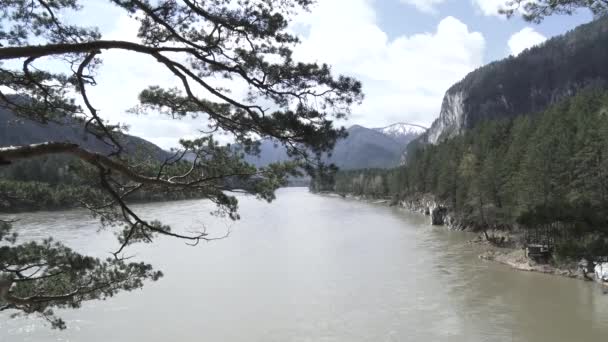 Hornatá krajina. řeka, pobočka cedr (horský Altaj). — Stock video