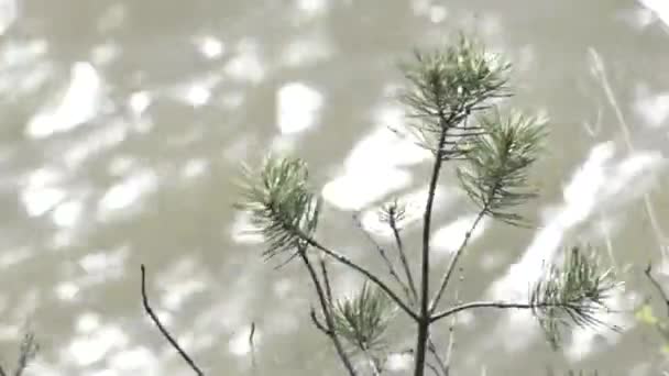 Primo piano di un piccolo pino su un torrente di montagna . — Video Stock