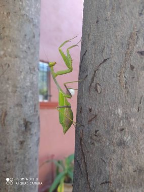 Mantis subiendo un arbol 