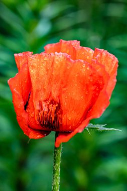 Yeşil zemin üzerinde yağmur damlaları olan kırmızı gelincik çiçeğini kapat