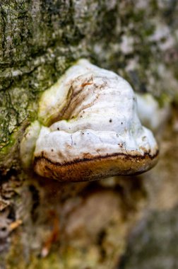 Beyaz bir ağaç mantarına yaklaş