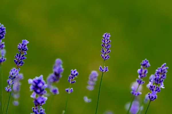 Close Flores Lavanda Contra Fundo Verde — Fotografia de Stock