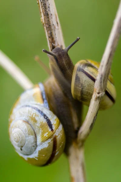 Deux Escargots Sur Une Branche — Photo