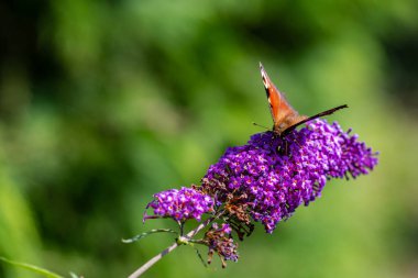 Mor bir çiçekte kelebek