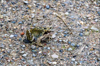 Çakıl yolundaki kurbağaya yaklaş.