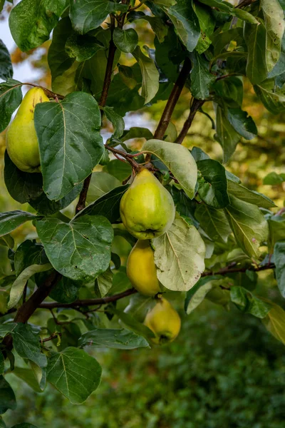 Four Pears Hanging Pear Tree — Stock Photo, Image