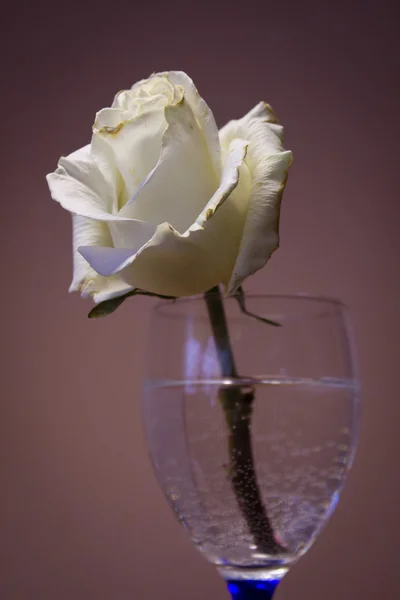 Rosa bianca in un bicchiere d'acqua — Foto Stock
