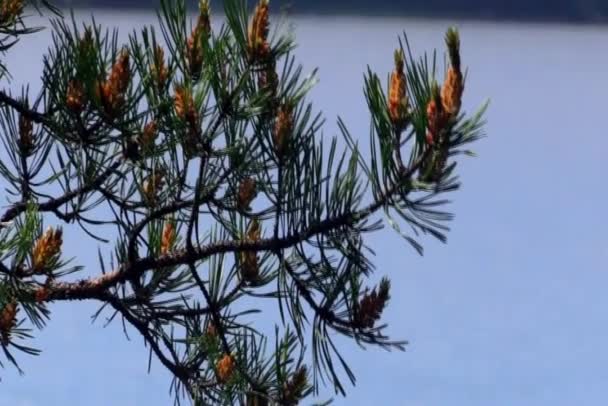松の枝が風に揺れる — ストック動画