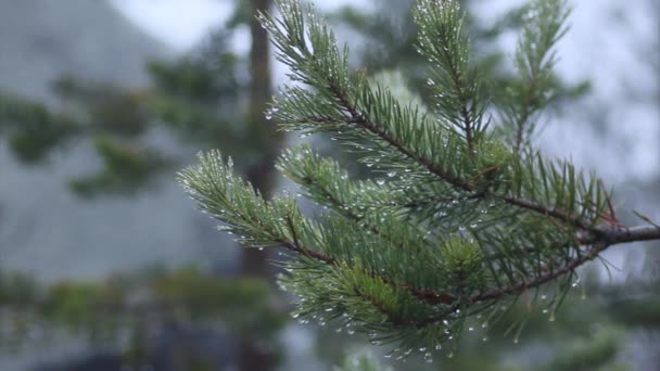 Spar-boomtak met druppels van dauw — Stockvideo