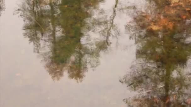 Forest weerspiegeld in het water — Stockvideo
