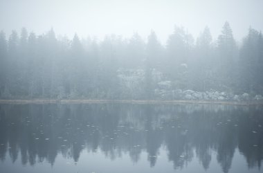 Suya yansıyan orman