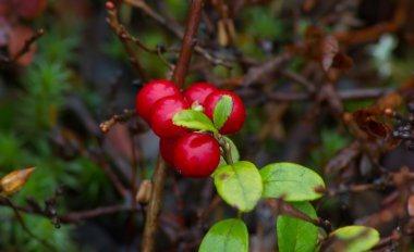 Bush ile beş kırmızı meyveler