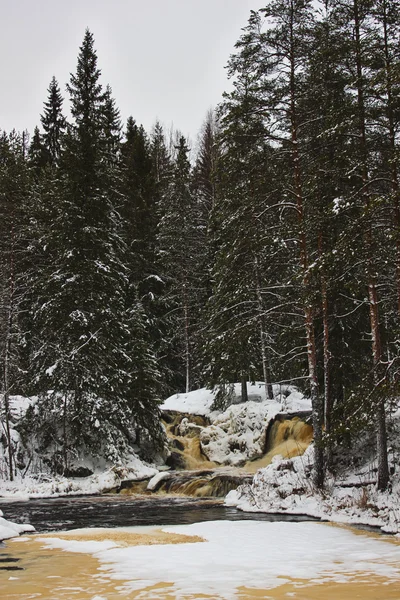 Kış orman şelale
