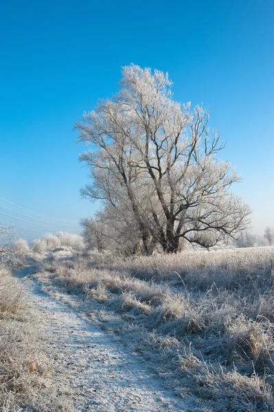 Winter — Stockfoto