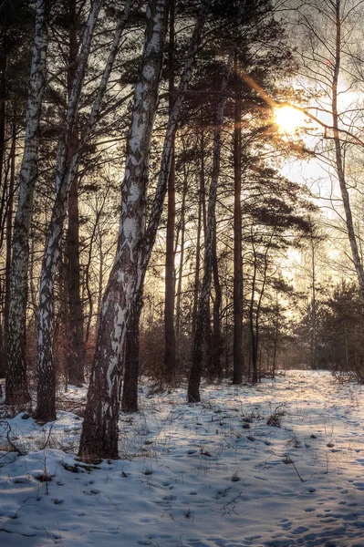 Winter — Stockfoto