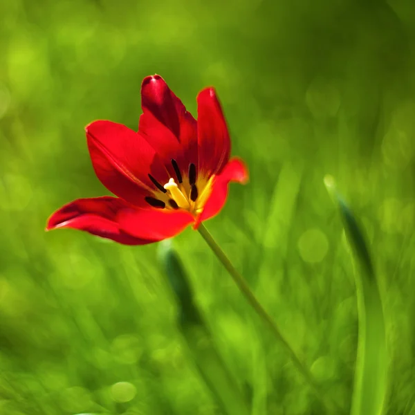 红色郁金香花 — 图库照片