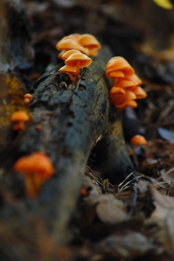 Toplu mantar ve sonbahar manzaralı bagajın kapağı.