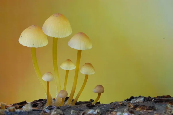 Gros Plan Groupe Champignons Sur Fond Nuances Jaune — Photo