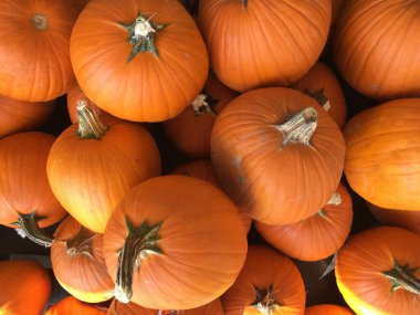 Yığılmış balkabakları. Sonbahar ve cadılar bayramı kavramı