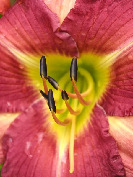 Çiçek Kekemeliğine Yakın Çekim — Stok fotoğraf