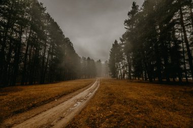 Eski usul bir orman. Dağlık bölgede puslu bir sabah manzarası. Yoğun çam ormanlarının ayrıntıları.