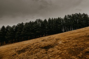 Eski usul bir orman. Dağlık bölgede puslu bir sabah manzarası. Yoğun çam ormanlarının ayrıntıları.