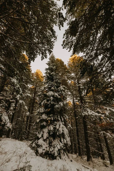 Paisagem Inverno Montanhas Baba Macedônia — Fotografia de Stock