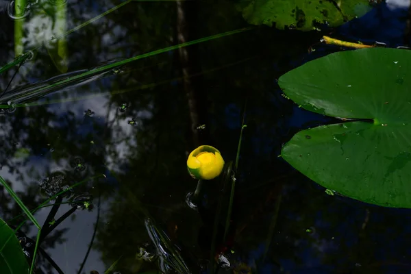Drops Water Bud Yellow Water Lilies Blue Water Surface Forest — Stock Photo, Image