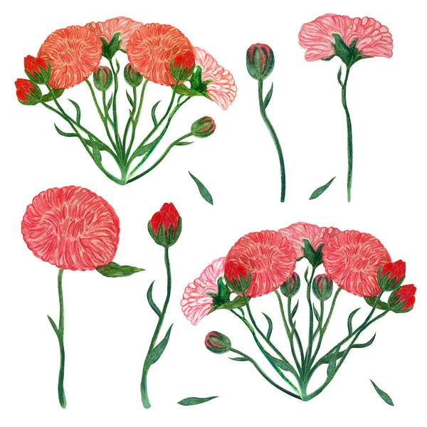Red flowers on a isolated white background, set of autumn chrysanthemums, leaves, bouquets