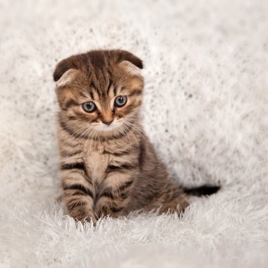 kabarık beyaz battaniye üzerinde yavru kedi