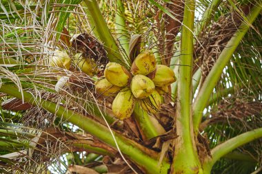 Avuç içi ve mangrov ağaçlar üzerinde Maldivler