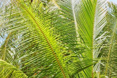 Avuç içi ve mangrov ağaçlar üzerinde Maldivler