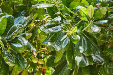 Avuç içi ve mangrov ağaçlar üzerinde Maldivler