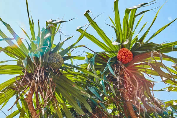 Пальмы и мангровые деревья на Мальдивах — стоковое фото