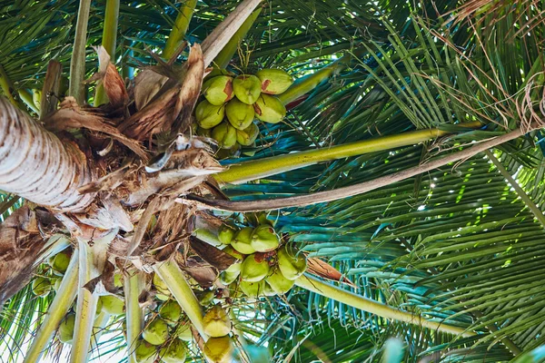 Pálmák és mangrove fák a Maldives — Stock Fotó