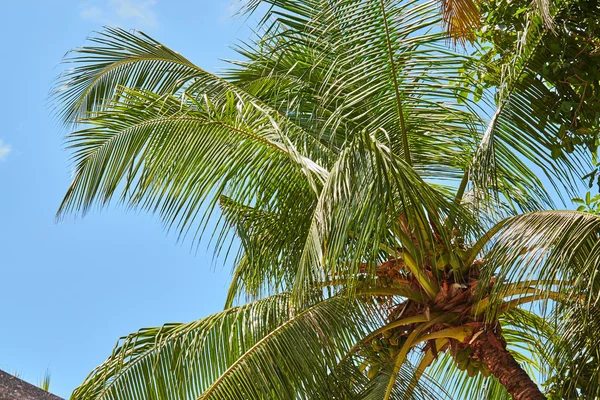 Palmeras y manglares en Maldivas — Foto de Stock