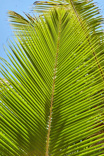 야자수와 몰디브에 맹그로브 나무 — 스톡 사진