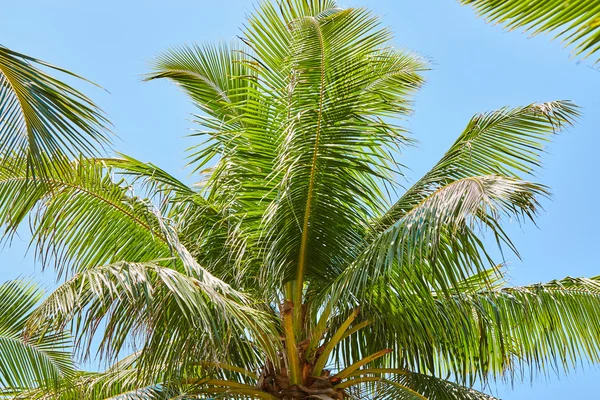 Palmy a mangrovové stromy na Maledivy — Stock fotografie