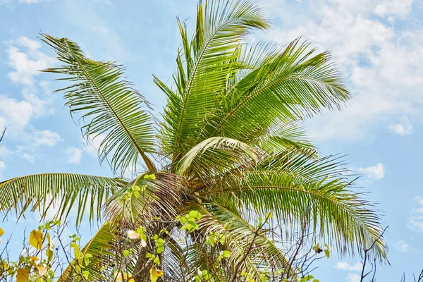 Palmy a mangrovové stromy na Maledivy — Stock fotografie