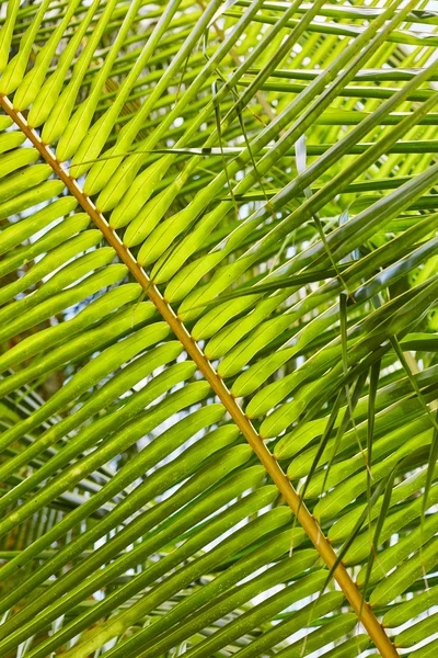 Pálmák és mangrove fák a Maldives — Stock Fotó