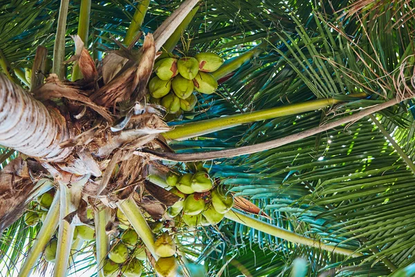 Palmeiras e manguezais nas Maldivas Fotografia De Stock