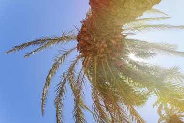 Güneş ışığında palmiye