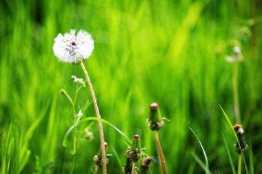 Yeşil ısırgan otu