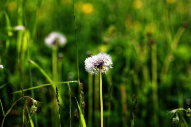 Yeşil ısırgan otu