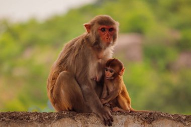 Anne Maymun bebek ile duvarda oturuyor.