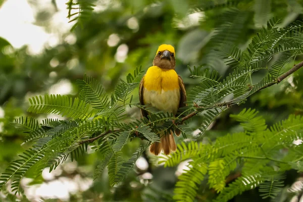 Птица Сидит Дереве Смотрит Камеру — стоковое фото