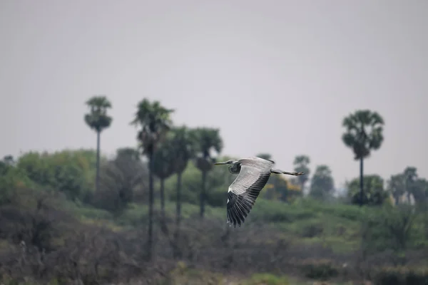 Oiseau Volant Sur Rivière — Photo