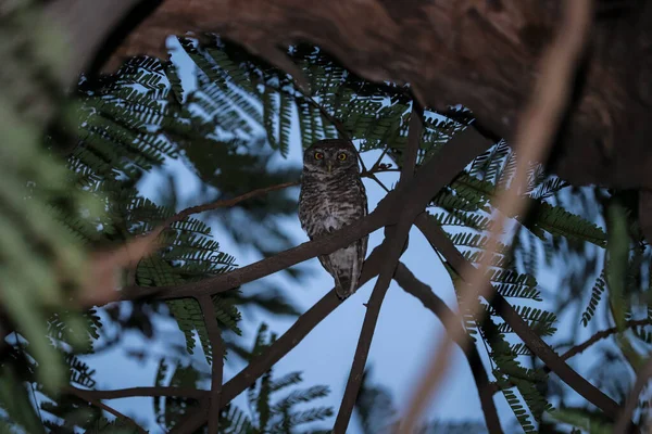 Búho Bebé Sentado Árbol Observación Aves — Foto de Stock