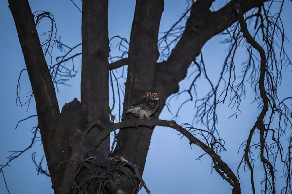 Búho Bebé Sentado Árbol Observación Aves — Foto de Stock