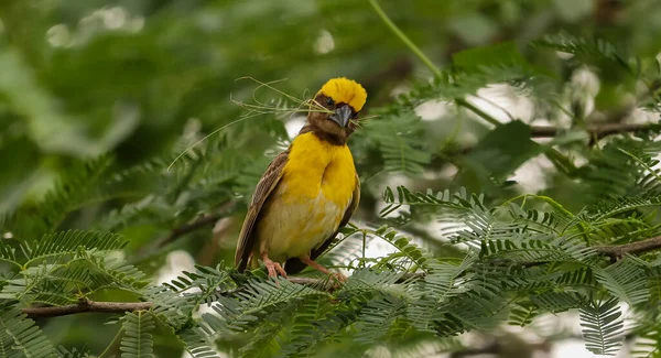 Uccello Seduto Sull Albero — Foto Stock